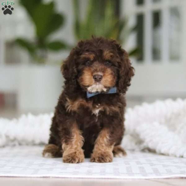 Theodore, Cockapoo Puppy